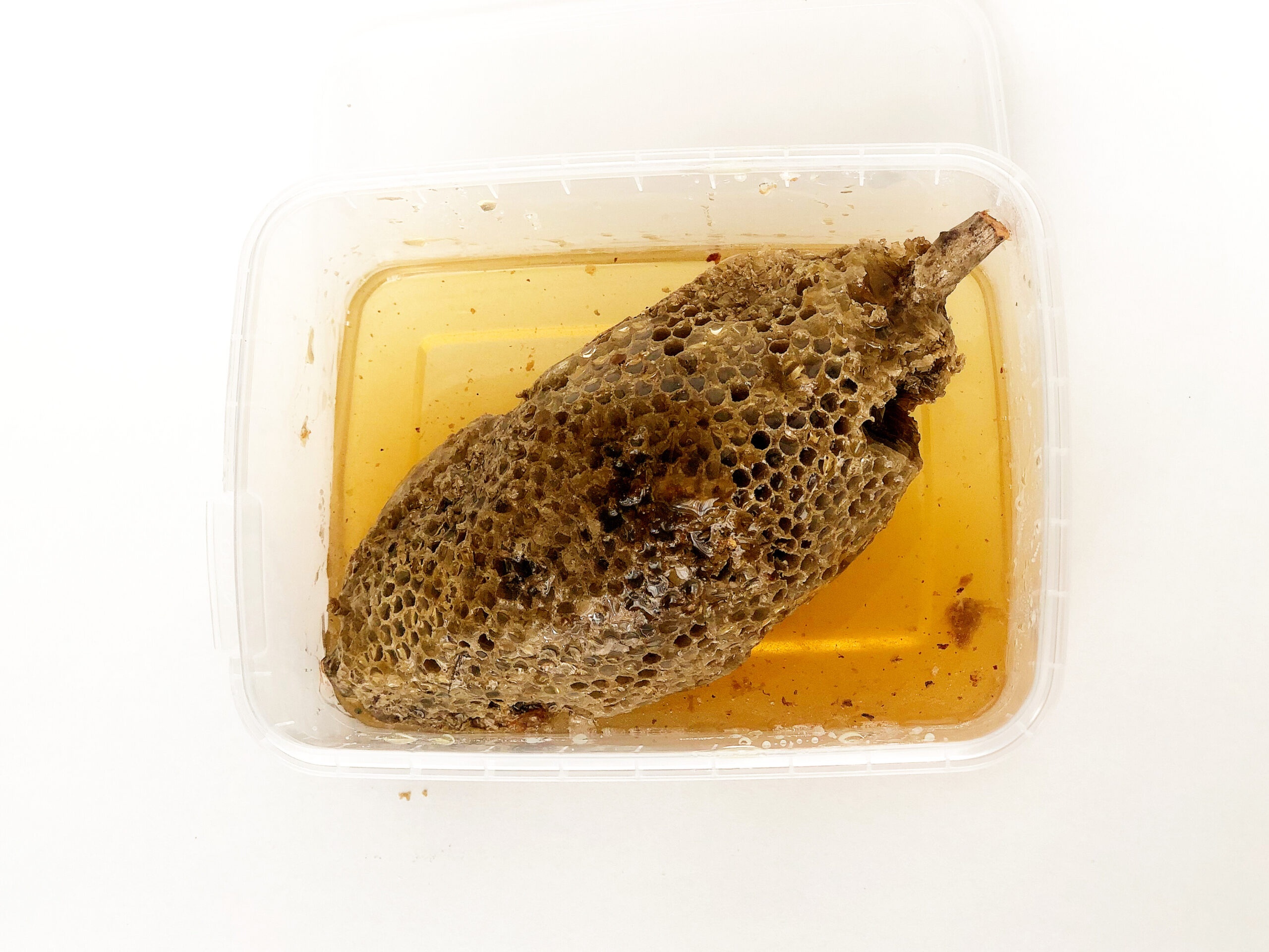 عسل وحشی جنوب